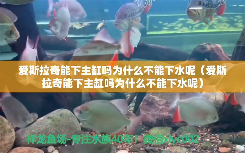 愛斯拉奇能下主缸嗎為什么不能下水呢（愛斯拉奇能下主缸嗎為什么不能下水呢）