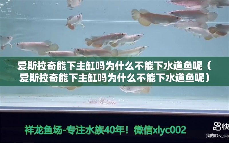 愛斯拉奇能下主缸嗎為什么不能下水道魚呢（愛斯拉奇能下主缸嗎為什么不能下水道魚呢）