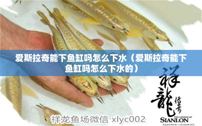 愛斯拉奇能下魚缸嗎怎么下水（愛斯拉奇能下魚缸嗎怎么下水的） 龍魚疾病與治療