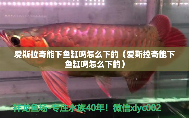 愛斯拉奇能下魚缸嗎怎么下的（愛斯拉奇能下魚缸嗎怎么下的） 龍魚疾病與治療