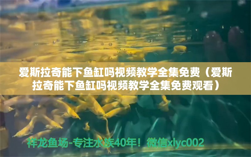 愛斯拉奇能下魚缸嗎視頻教學(xué)全集免費(fèi)（愛斯拉奇能下魚缸嗎視頻教學(xué)全集免費(fèi)觀看） 龍魚疾病與治療