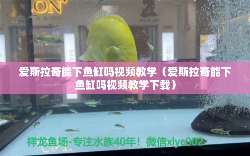 愛斯拉奇能下魚缸嗎視頻教學（愛斯拉奇能下魚缸嗎視頻教學下載） 龍魚疾病與治療