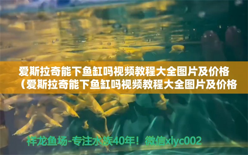 愛斯拉奇能下魚缸嗎視頻教程大全圖片及價(jià)格（愛斯拉奇能下魚缸嗎視頻教程大全圖片及價(jià)格） 龍魚疾病與治療