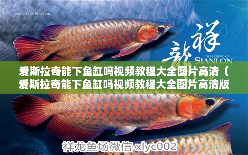 愛斯拉奇能下魚缸嗎視頻教程大全圖片高清（愛斯拉奇能下魚缸嗎視頻教程大全圖片高清版） 龍魚疾病與治療