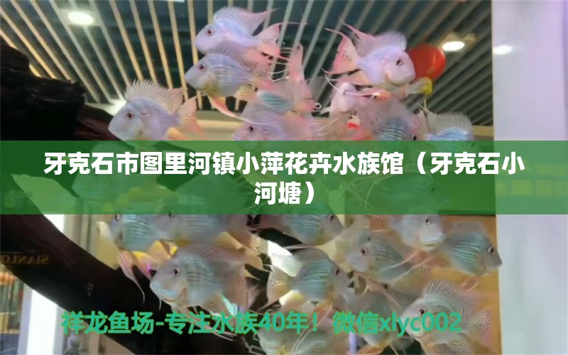 牙克石市圖里河鎮(zhèn)小萍花卉水族館（牙克石小河塘）