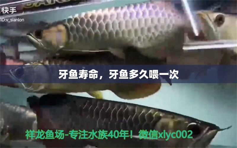 牙魚壽命，牙魚多久喂一次