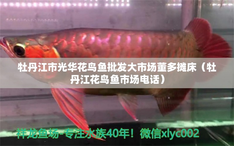 牡丹江市光華花鳥魚批發(fā)大市場董多攤床（牡丹江花鳥魚市場電話）