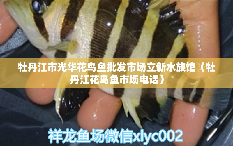 牡丹江市光華花鳥魚批發(fā)市場立新水族館（牡丹江花鳥魚市場電話）