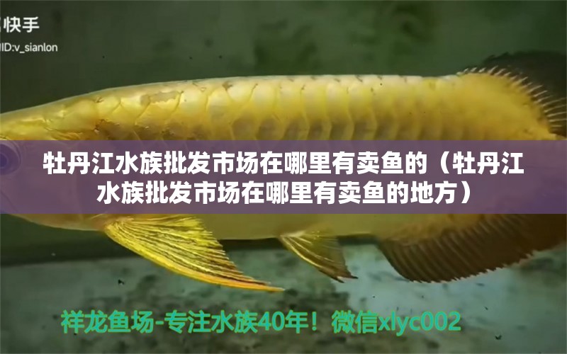 牡丹江水族批發(fā)市場(chǎng)在哪里有賣魚(yú)的（牡丹江水族批發(fā)市場(chǎng)在哪里有賣魚(yú)的地方） 觀賞魚(yú)水族批發(fā)市場(chǎng)