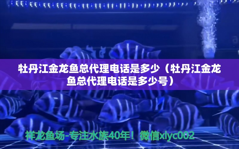 牡丹江金龍魚總代理電話是多少（牡丹江金龍魚總代理電話是多少號(hào)） 蝴蝶鯉魚苗