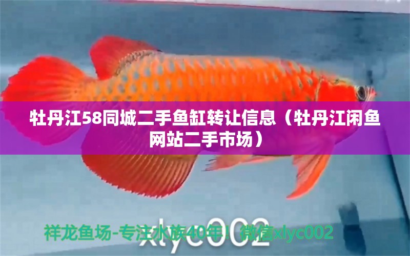 牡丹江58同城二手魚缸轉(zhuǎn)讓信息（牡丹江閑魚網(wǎng)站二手市場(chǎng)）