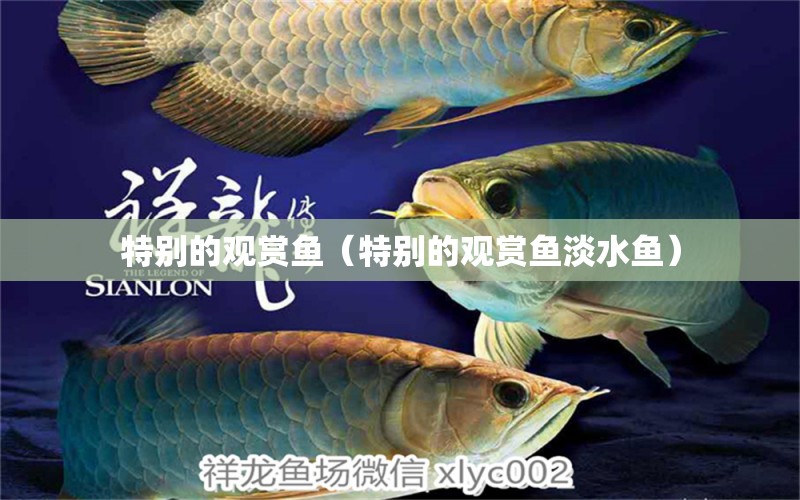 特別的觀賞魚（特別的觀賞魚淡水魚）