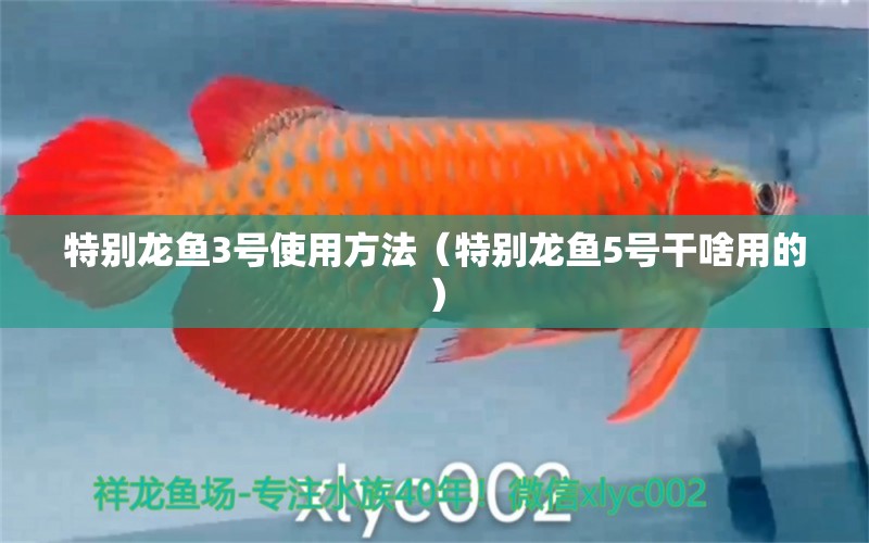 特別龍魚3號使用方法（特別龍魚5號干啥用的）