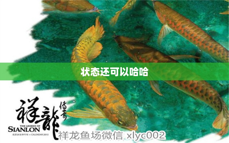 狀態(tài)還可以哈哈 祥龍龍魚魚糧