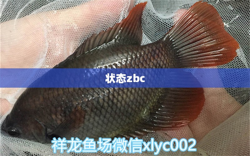 狀態(tài)zbc 觀賞魚論壇 第4張