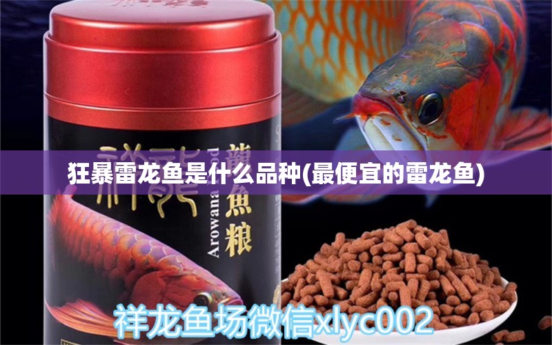 狂暴雷龍魚是什么品種(最便宜的雷龍魚) 白子紅龍魚