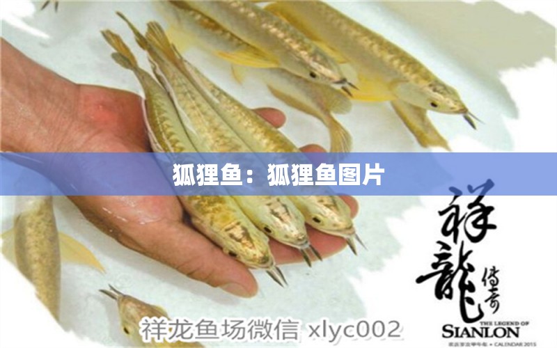 狐貍魚(yú)：狐貍魚(yú)圖片 印尼三紋虎