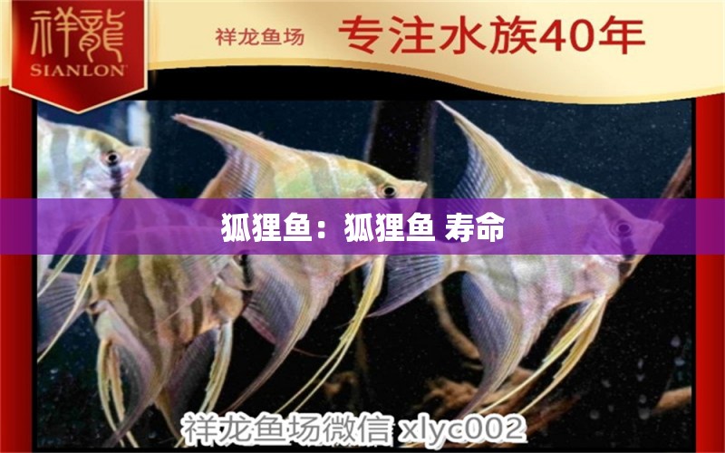 狐貍魚：狐貍魚 壽命 觀賞魚