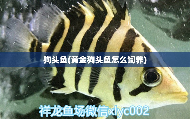 狗頭魚(黃金狗頭魚怎么飼養(yǎng))