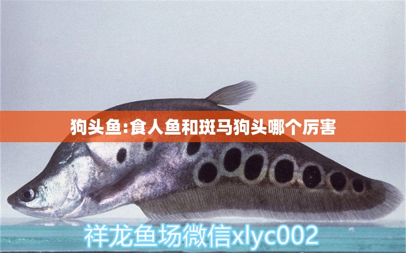 狗頭魚:食人魚和斑馬狗頭哪個(gè)厲害 食人魚（水虎） 第2張