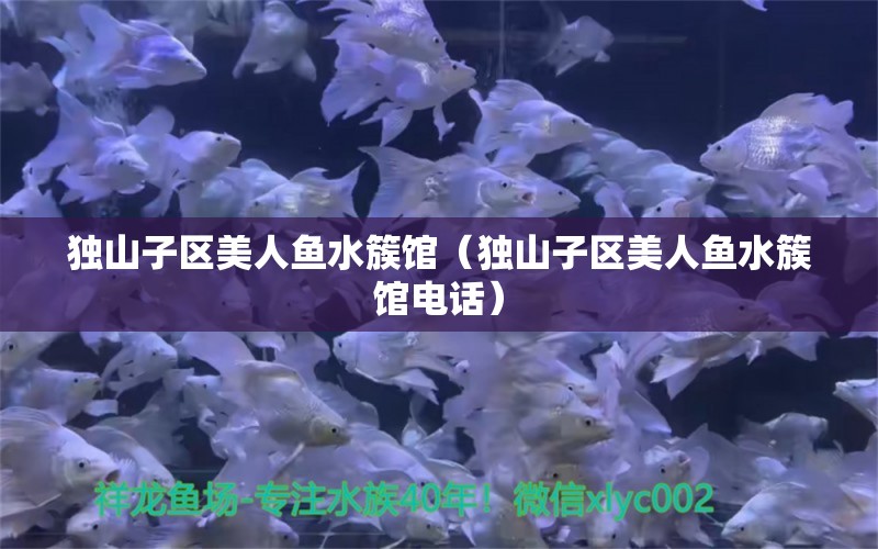 獨山子區(qū)美人魚水簇館（獨山子區(qū)美人魚水簇館電話） 全國水族館企業(yè)名錄