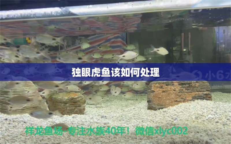 獨眼虎魚該如何處理 虎魚百科