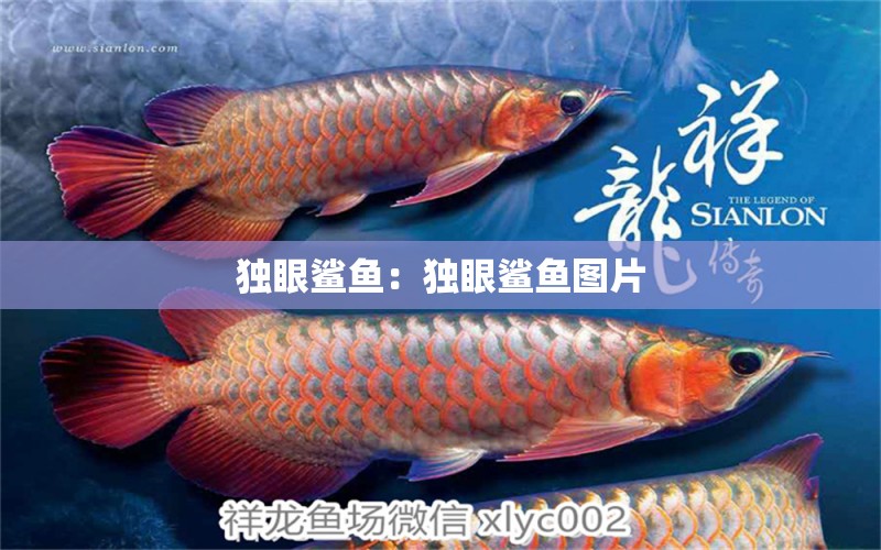 獨眼鯊魚：獨眼鯊魚圖片 玫瑰銀版魚