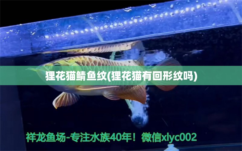 貍花貓鯖魚(yú)紋(貍花貓有回形紋嗎) 龍魚(yú)批發(fā)