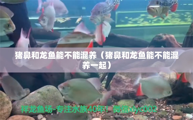 豬鼻和龍魚能不能混養(yǎng)（豬鼻和龍魚能不能混養(yǎng)一起） 豬鼻龜