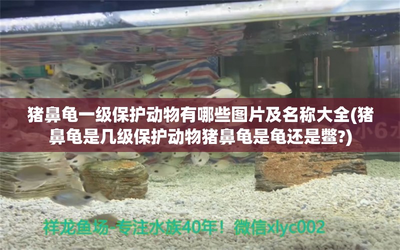 豬鼻龜一級保護動物有哪些圖片及名稱大全(豬鼻龜是幾級保護動物豬鼻龜是龜還是鱉?) 豬鼻龜百科 第1張