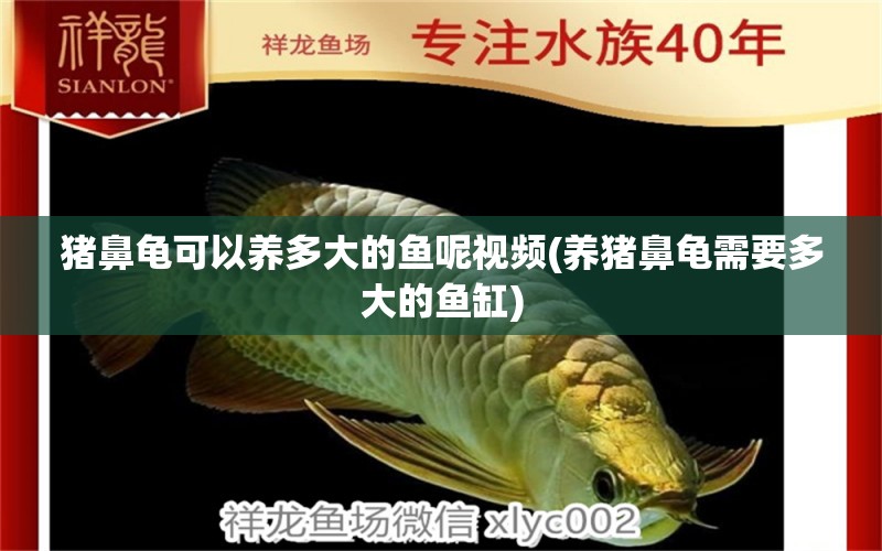 豬鼻龜可以養(yǎng)多大的魚呢視頻(養(yǎng)豬鼻龜需要多大的魚缸) 豬鼻龜百科 第1張