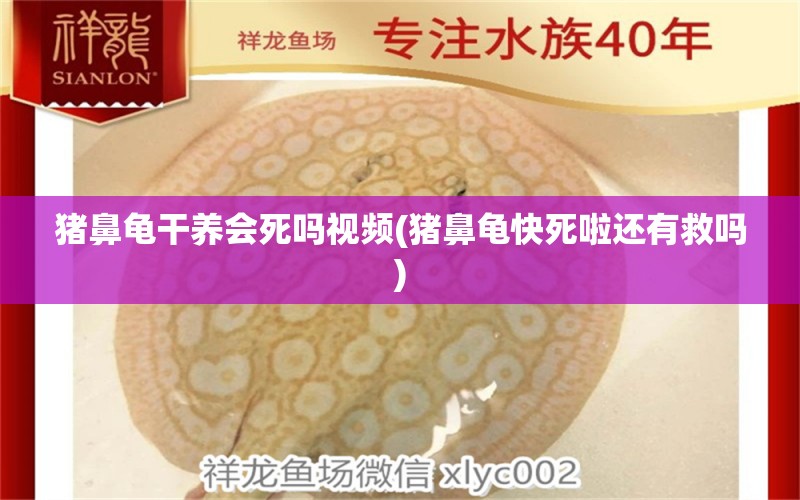 豬鼻龜干養(yǎng)會(huì)死嗎視頻(豬鼻龜快死啦還有救嗎)