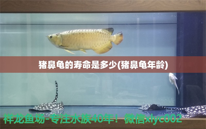 豬鼻龜?shù)膲勖嵌嗌?豬鼻龜年齡) 豬鼻龜百科 第1張