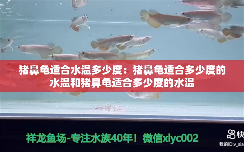 豬鼻龜適合水溫多少度：豬鼻龜適合多少度的水溫和豬鼻龜適合多少度的水溫