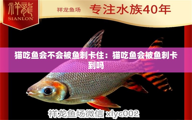 貓吃魚會(huì)不會(huì)被魚刺卡住：貓吃魚會(huì)被魚刺卡到嗎