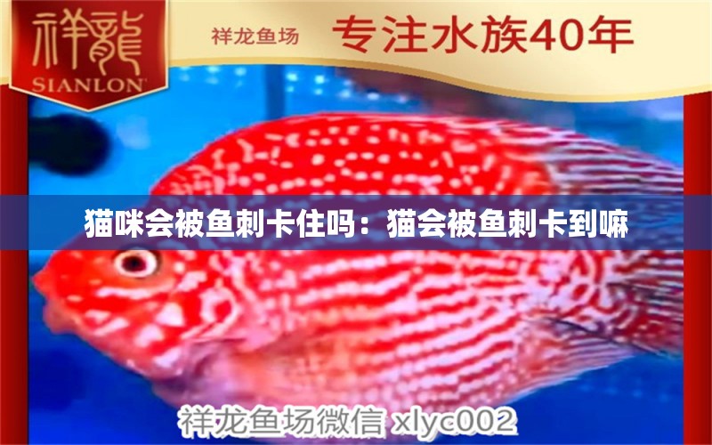 貓咪會(huì)被魚刺卡住嗎：貓會(huì)被魚刺卡到嘛