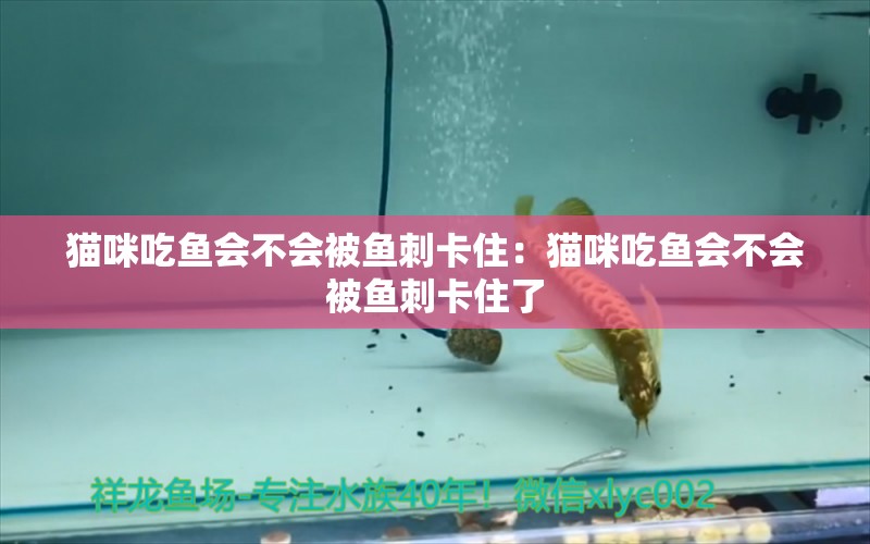 貓咪吃魚(yú)會(huì)不會(huì)被魚(yú)刺卡住：貓咪吃魚(yú)會(huì)不會(huì)被魚(yú)刺卡住了