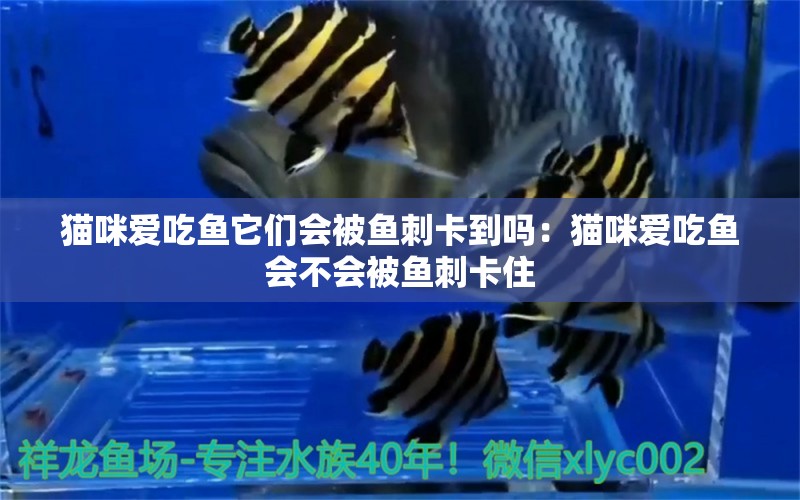 貓咪愛(ài)吃魚(yú)它們會(huì)被魚(yú)刺卡到嗎：貓咪愛(ài)吃魚(yú)會(huì)不會(huì)被魚(yú)刺卡住