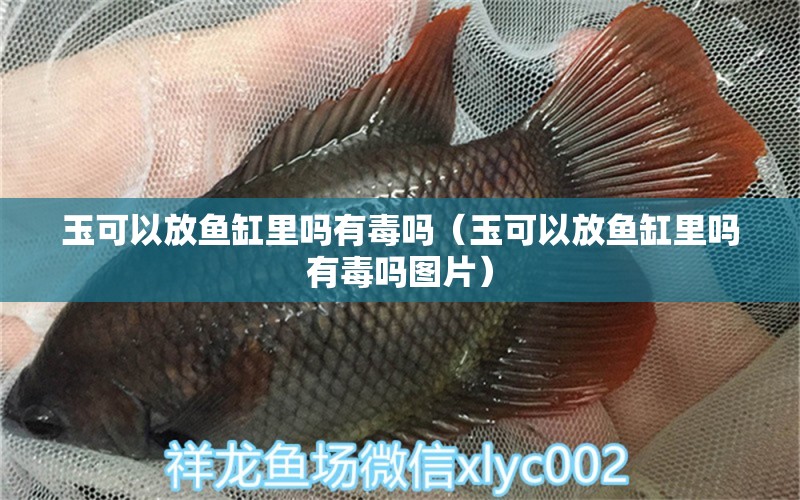 玉可以放魚缸里嗎有毒嗎（玉可以放魚缸里嗎有毒嗎圖片） 量子養(yǎng)魚技術(shù)