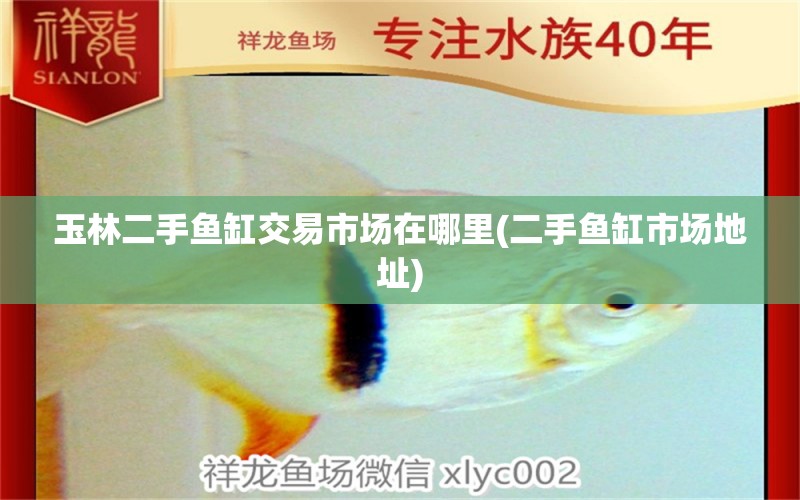 玉林二手魚缸交易市場在哪里(二手魚缸市場地址) 細(xì)線銀板魚苗