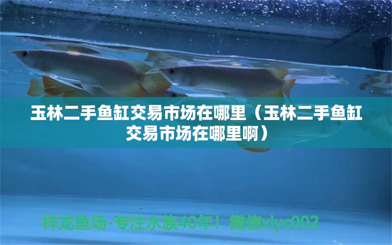 玉林二手魚缸交易市場在哪里（玉林二手魚缸交易市場在哪里?。? title=