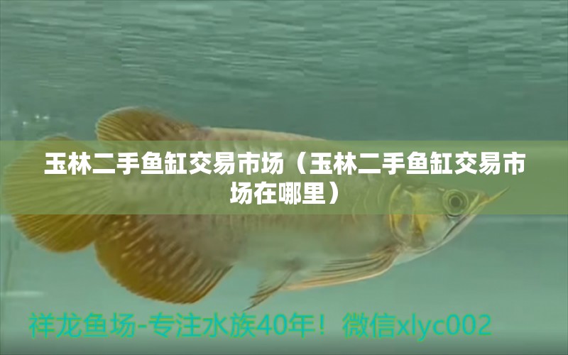 玉林二手魚缸交易市場（玉林二手魚缸交易市場在哪里）