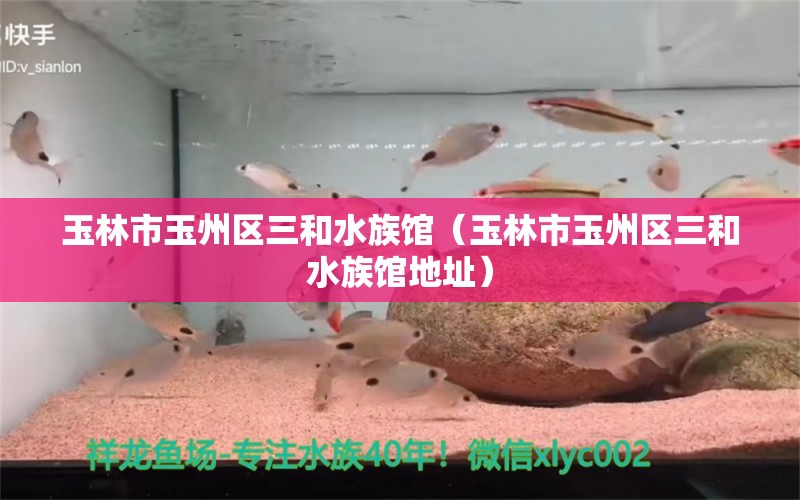 玉林市玉州區(qū)三和水族館（玉林市玉州區(qū)三和水族館地址） 全國水族館企業(yè)名錄