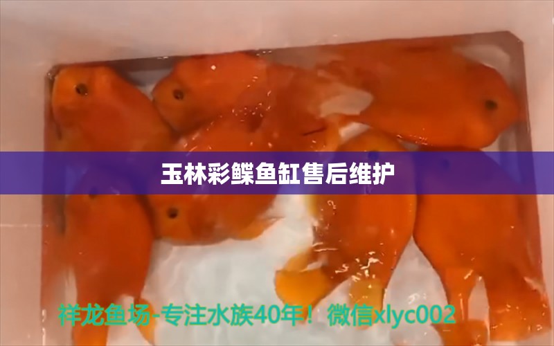 玉林彩鰈魚(yú)缸售后維護(hù) 彩鰈魚(yú)缸（彩蝶魚(yú)缸）