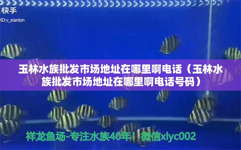 玉林水族批發(fā)市場(chǎng)地址在哪里啊電話（玉林水族批發(fā)市場(chǎng)地址在哪里啊電話號(hào)碼） 觀賞魚水族批發(fā)市場(chǎng)