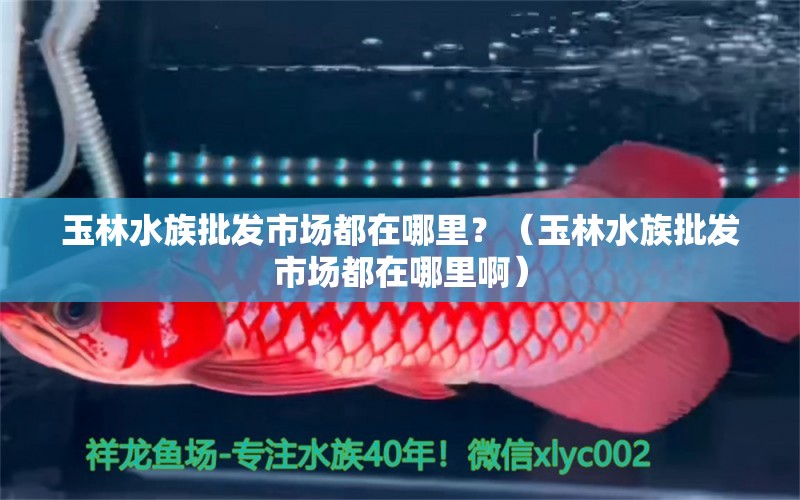 玉林水族批發(fā)市場都在哪里？（玉林水族批發(fā)市場都在哪里啊）