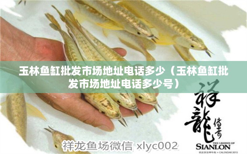 玉林魚缸批發(fā)市場(chǎng)地址電話多少（玉林魚缸批發(fā)市場(chǎng)地址電話多少號(hào)）