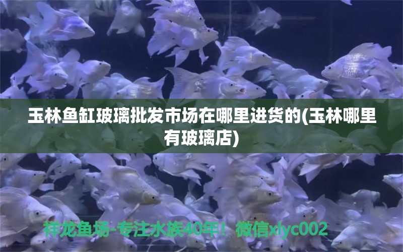 玉林魚缸玻璃批發(fā)市場在哪里進(jìn)貨的(玉林哪里有玻璃店) 泰龐海蓮魚 第1張