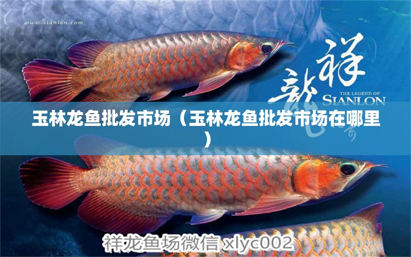 玉林龍魚批發(fā)市場（玉林龍魚批發(fā)市場在哪里）