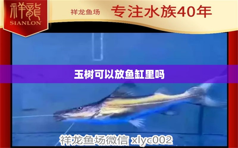 玉樹可以放魚缸里嗎